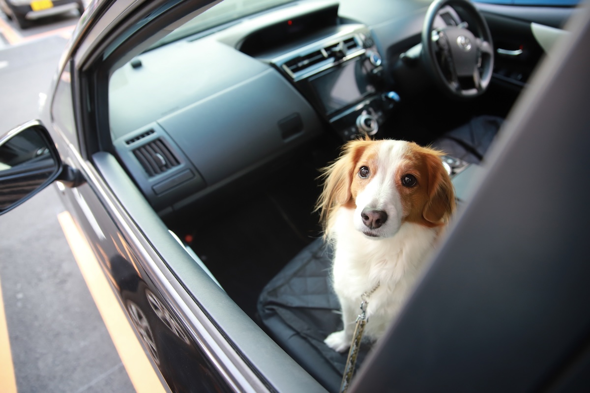 子どもやペットの“車内放置”は絶対ダメ！（画像はイメージ、おでか犬／PIXTA）