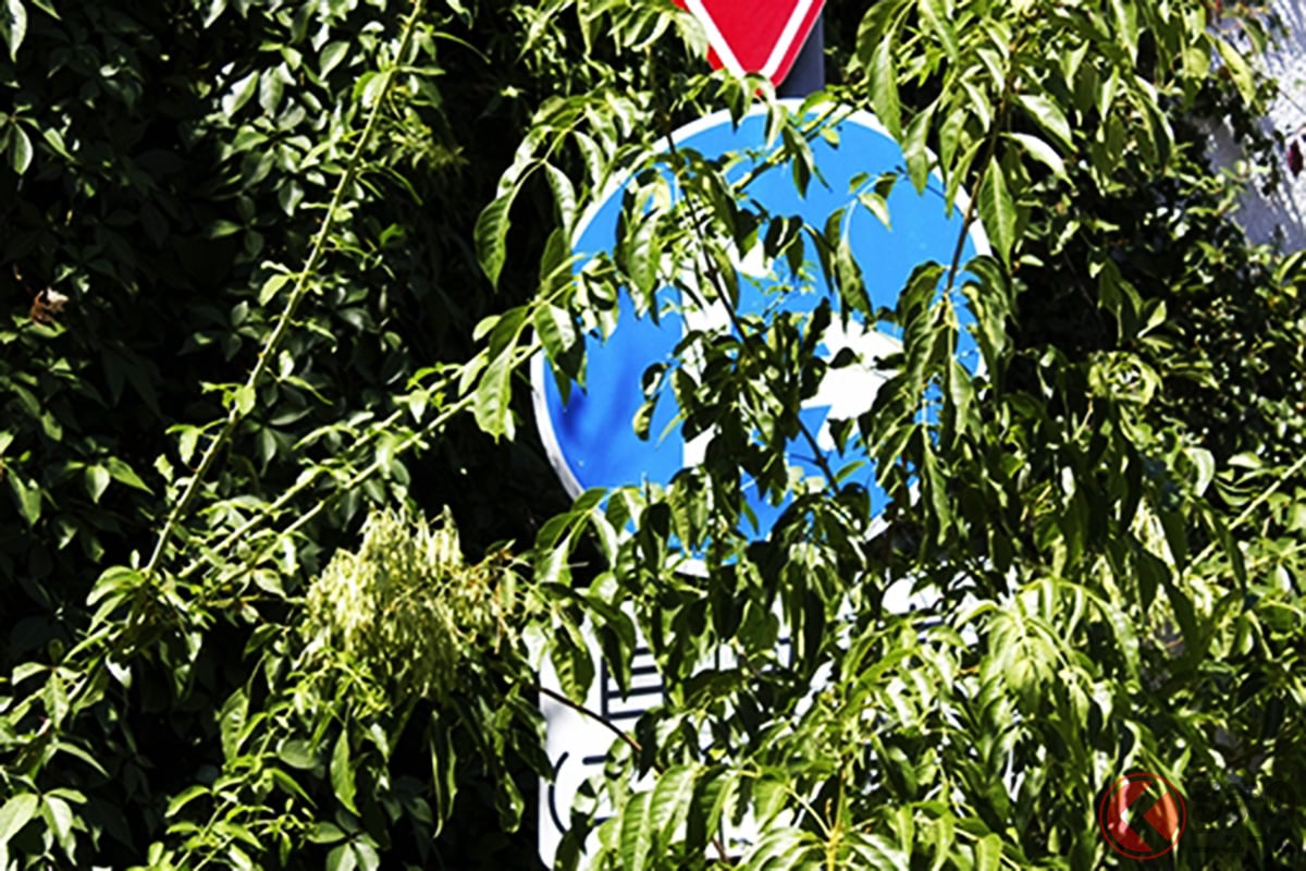 完全に葉に隠されてしまっている標識の場所で交通違反…どうなる?