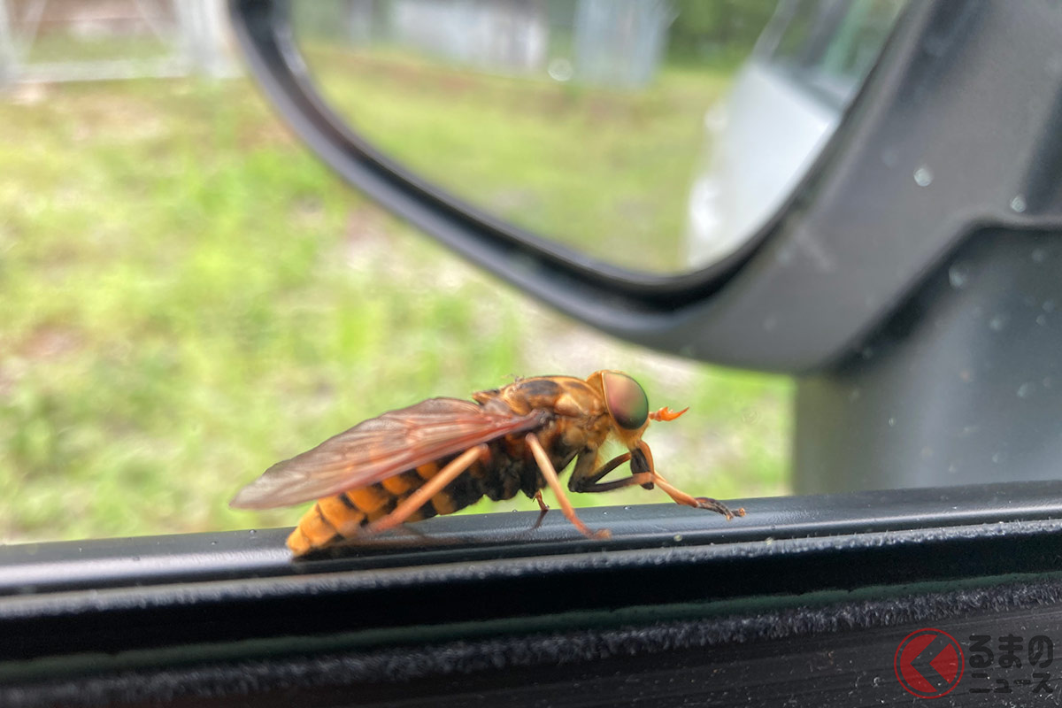 車内に虫…どうすれば? 無視しない対処方法とは
