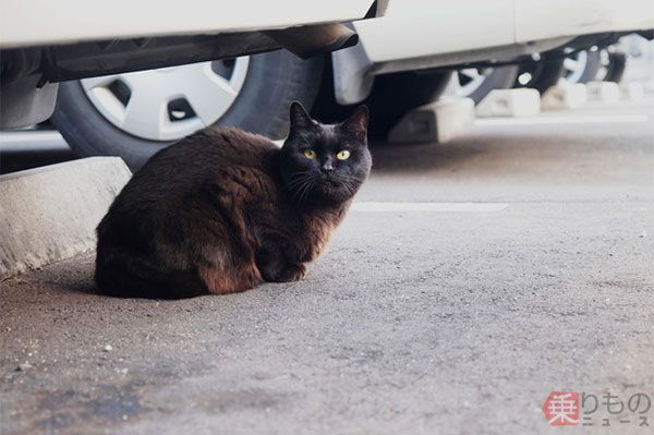 クルマの下にたたずむ猫。エンジンルームに入り込むこともあるという。画像はイメージ（画像：photolibrary）。